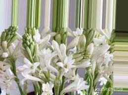 augmented_Polianthes tuberosa flower2_0_9889.jpeg